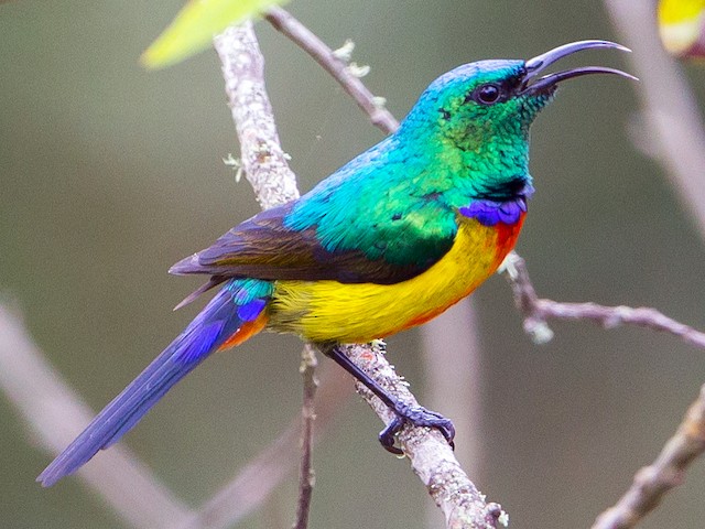 Package Image