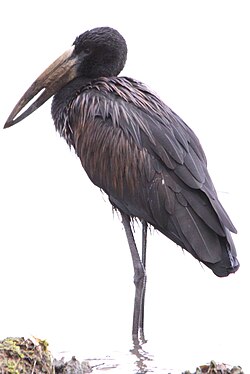 Package Image