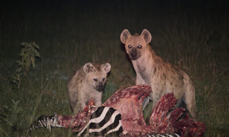 Package Image