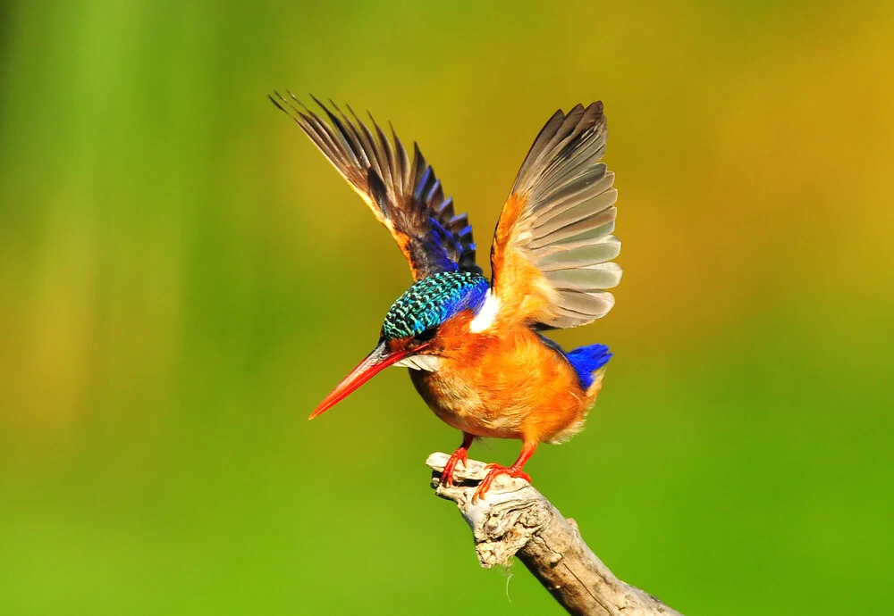 Package Image