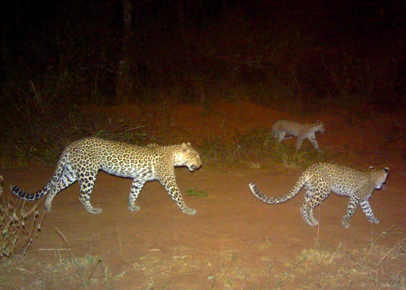 Package Image